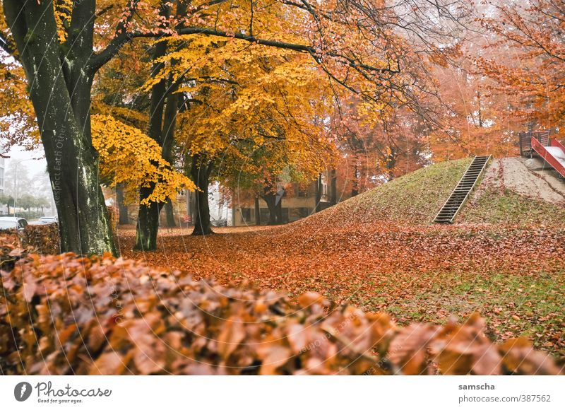herbstlich Umwelt Natur Pflanze Herbst Park kalt Herbstlaub Herbstbeginn Herbstfärbung Herbstwetter Herbstwald Herbstlandschaft Herbstwind Herbsthimmel Nebel
