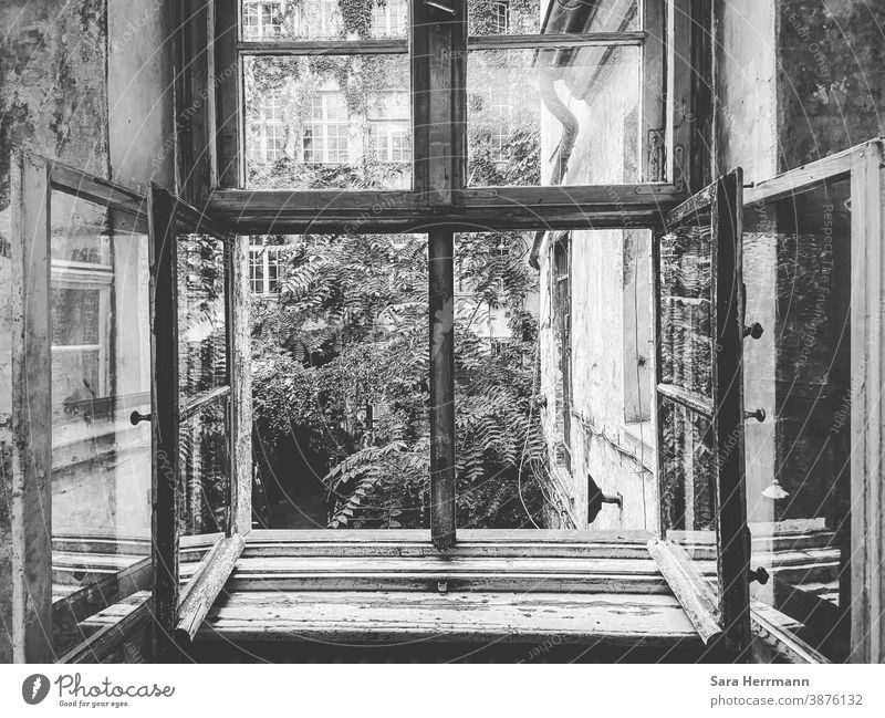 Ein Fenster ins Grüne offen Hoffnung grau grün Garten Berlin Menschenleer Stadt
