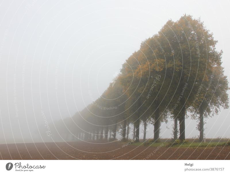 nebulös - Bäume einer Allee verschwinden im Novembernebel Reihe Nebel Nebelmorgen trist Novemberblues undurchsichtig nebelig Morgen morgens Feld Natur Herbst