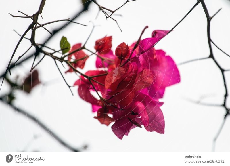 lichtblick Blühend Kontrast Farbfoto Pflanze Außenaufnahme Duft duftend Natur wunderschön blühen Blüte Blume leuchtend Blütenblatt Umwelt prächtig Garten
