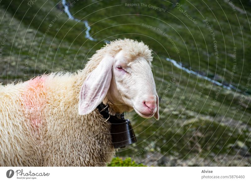 Schafe weiden in Tirol vier Starrer Blick Tiere Krähe Auge Zucht Rind Vorderseite Lamm Landwirtschaft Zunge amüsant drollig Ausdruck humorvoll Kopf Gesicht