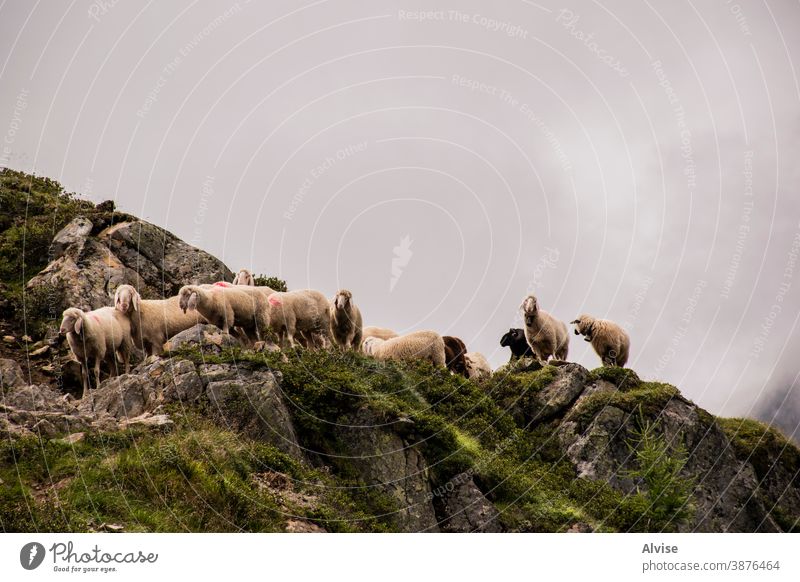 Schafe weiden in Tirol ein Starrer Blick Tiere Krähe Auge Zucht Rind Vorderseite Lamm Landwirtschaft Zunge amüsant drollig Ausdruck humorvoll Kopf Gesicht