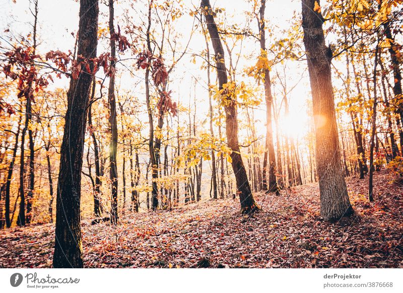 Thüringer Wald bei Eisenach im Sonnenlicht II Zentralperspektive Kontrast Schatten Licht Tag Textfreiraum Mitte Textfreiraum unten Textfreiraum rechts