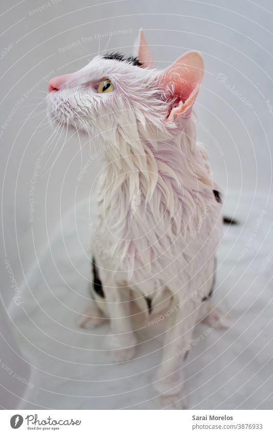Duschen von Katzen Tier Tierporträt Katzenkopf Katzenportrait Katzengesicht Katzenauge Katzenohren