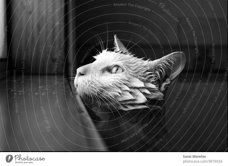 Katzen-Portrait Tier Tierporträt Katzenauge Katzenkopf Katzenportrait Katzengesicht