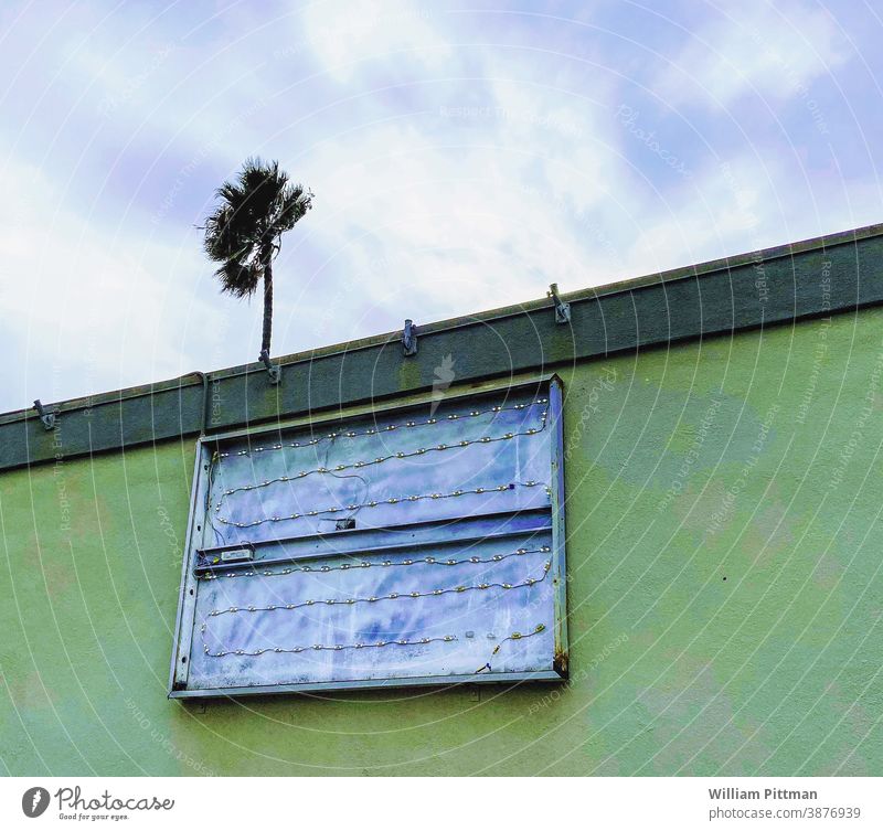 Kein Zeichen grün Palme Kalifornien Außenaufnahme Farbfoto Tag USA Menschenleer Achtsamkeit Regie Hinweisschild Himmel Textfreiraum oben Los Angeles Erholung