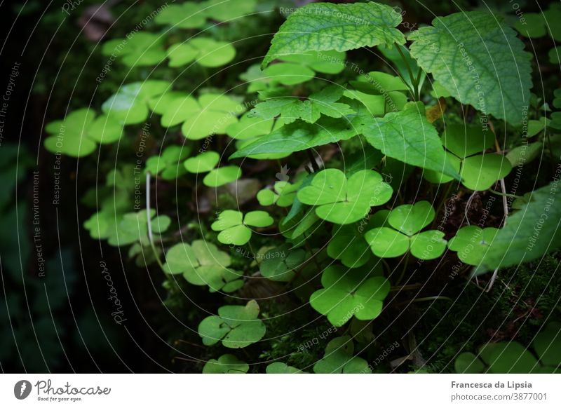 Waldboden mit Glücksbringern Klee kleeblätter Moos grün Boden frisch jung Sprösslinge Natur Pflanze Außenaufnahme Farbfoto Menschenleer Schwache Tiefenschärfe