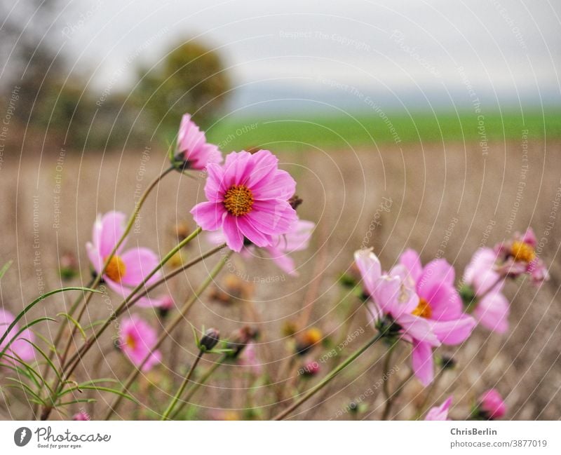 rosa Cosmea cosmea Blüte Blume Pflanze Natur Nahaufnahme Farbfoto Frühling Außenaufnahme Menschenleer Schwache Tiefenschärfe Blühend Textfreiraum oben Unschärfe