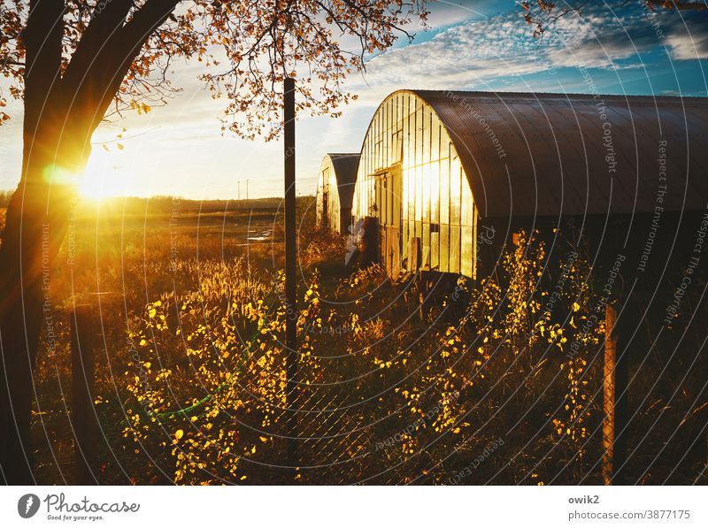 Überbleibsel Lagerhalle Blech Architektur Bauwerk verlassen geheimnisvoll Gegenlicht Sonnenuntergang strahlend leuchtend Laubbaum Birke einfach Horizont Wetter