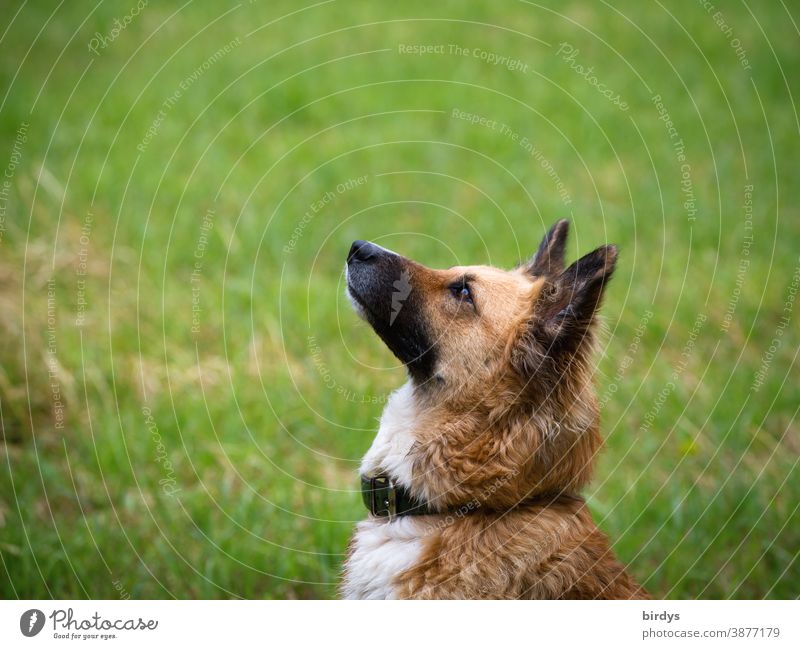 Schäferhundmischling schaut konzentriert und erwartungsvoll nach oben Hund Hundeschule Konzentration Mischling schauen erwarten Erziehung fixierung Haustier