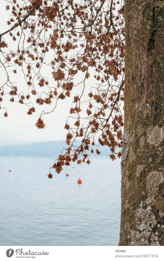 Zürichsee  im Herbst zürichsee Baumstamm Rinde Blätter Äste Boje Umwelt blätter Zweige u. Äste grün natur äste baumstamm Wald Natur Menschenleer Pflanze Blatt