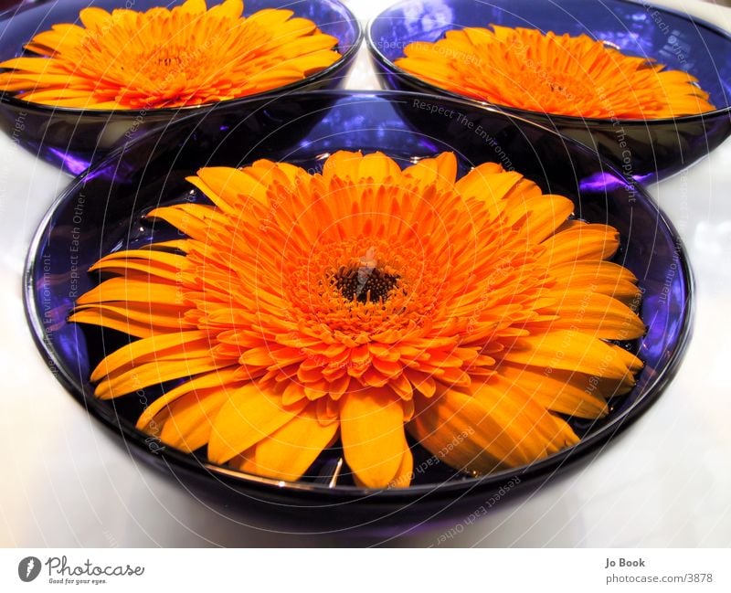 Blau.Gelb Perspektiven I Blume gelb Sonnenblume Schalen & Schüsseln blaue schale Wasser