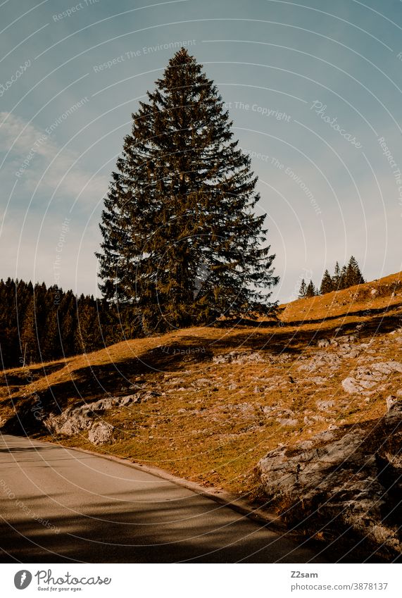 Riesen Nadelbaum im Licht-Schattenspiel in den Alpen schliersee spitzing wandern herbstfarben outtdoor ausflug bewegung wandertour Berge u. Gebirge alpen bayern