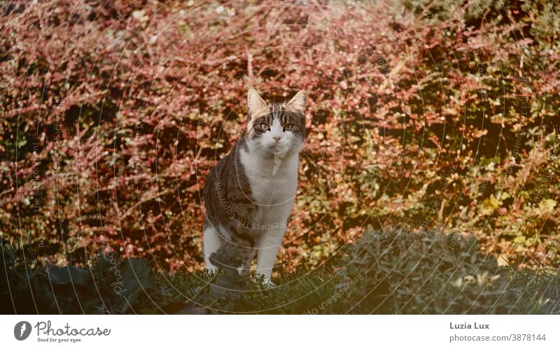 Tigerkatze mit misstrauischem Blick, vor leuchtendem Herbstlaub Katze Vorsicht Neugier herbstlich Herbstlicht rot von unten wach wachsam im Garten