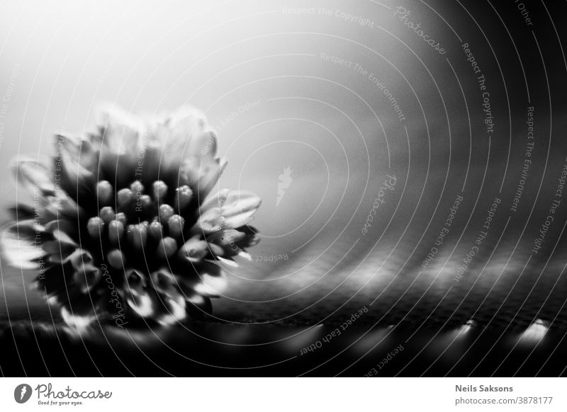 kleine Chrysanthemenblüte Makro-Bild Herbst Hintergrund schön Schönheit Blütezeit Überstrahlung Botanik hell Postkarte Nahaufnahme Farbe Tag