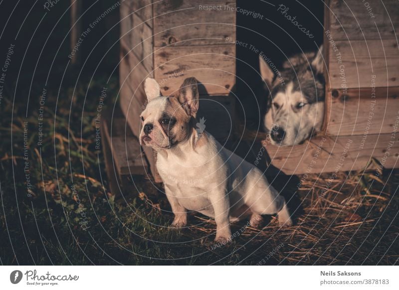 Französischer Bulldoggenwelpe und Siberian Husky Hund Tier Außenaufnahme Schlittenhund Farbfoto Tag Tierporträt Abenteuer Menschenleer beobachten Blick Haustier