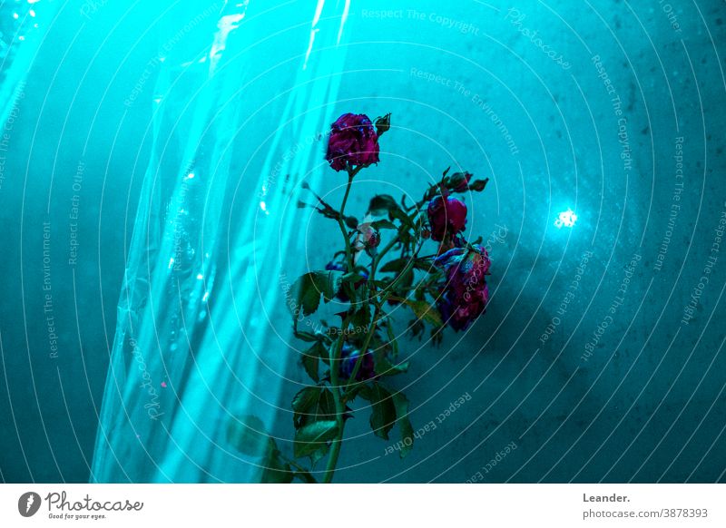 Durch die Blume Badezimmer Licht blau grün Rose Experiment space Folie geheimnisvoll abstrakt Kunst Kunstlicht Blumenstrauß