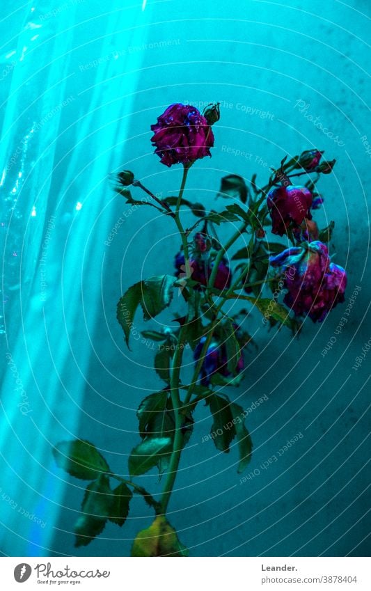 Rote Rosen Blume Romantik horror Horrorfilm Fenster grün Plastik Gewächshaus