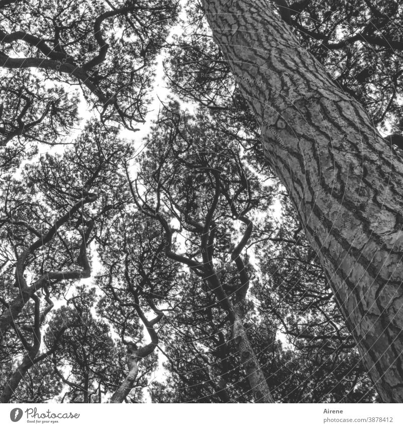 Stammbaum und gekrönte Häupter Pinie Wald Wachstum Holz Baumrinde Baumstamm natürlich Kraft Willensstärke Ferien & Urlaub & Reisen durcheinander einzigartig