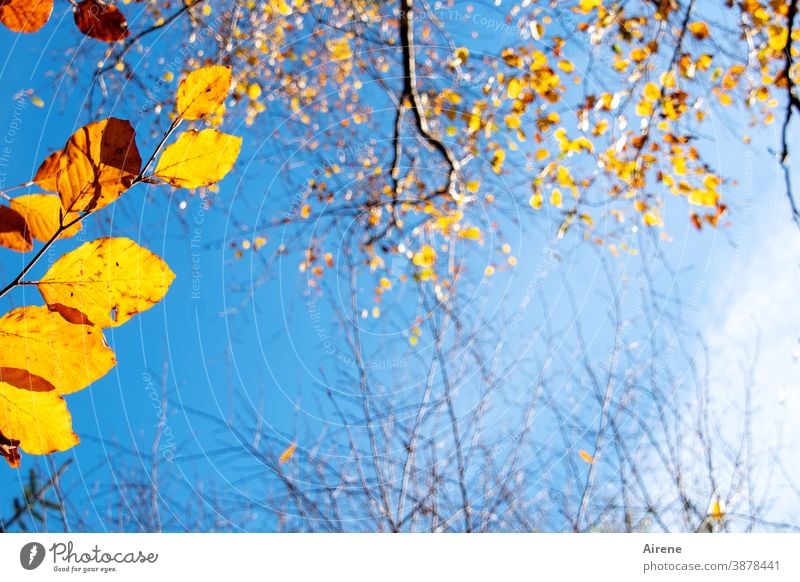 bevor die letzten Blätter fallen Baum leuchten Farbe orange gold Himmel Sonnenlicht Herbst Herbstlaub menschenleer herbstlich Natur Herbstfärbung Herbststimmung