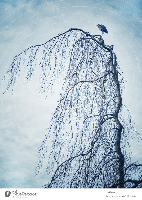 Fischreiher ganz oben Mobil Profil Baum Haengebuche Menschenleer Himmel Außenaufnahme Natur Herbst Wildtier Wipfel Vogel Farbfoto Tag Ganzkörperaufnahme