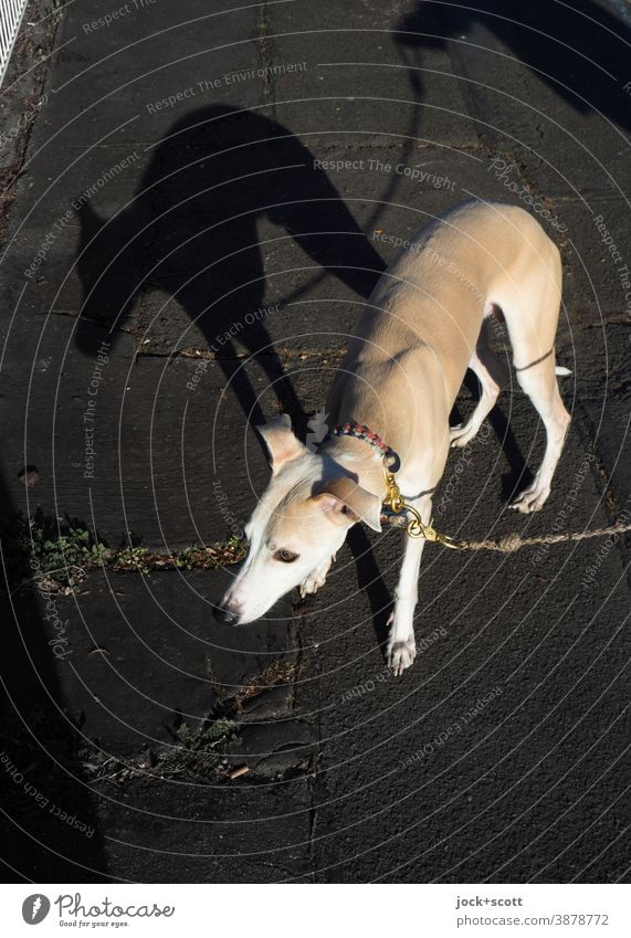 ein Hund ein Angsthase Tierporträt Walkies Silhouette Hundeblick Whippet Windhund Rassehund Gefühle Haustier Gassi gehen Vorsicht zaghaft angeleint