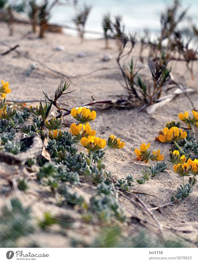 Geißklee am Strand Sand Mallorca Wildpflanze Hornklee Dünen Balearen Ausläufer gelb kriechend Lotus cytisoides