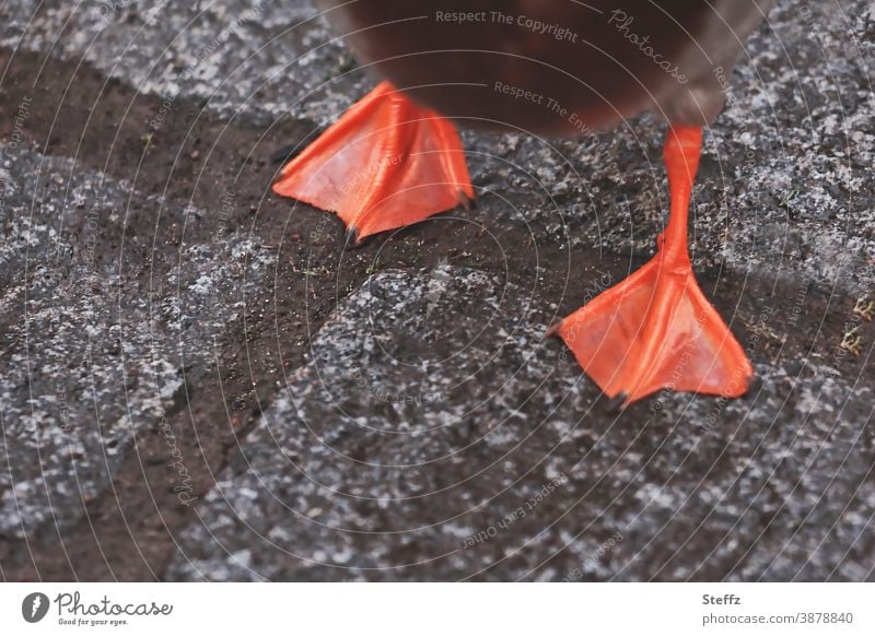 Guten Rutsch! guten Rutsch Entenfüße Entenfuß Entengang gehen Gehweg Gehwegsteine Farbe orange grau Pflastersteine watscheln Straße vorwärtskommen Bürgersteig