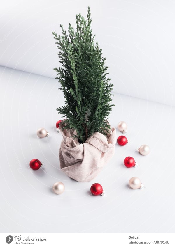 Weihnachtsbaumpflanze als Geschenk in Textil verpackt Weihnachten Hintergrund Baum geometrisch keine Verschwendung Feiertag präsentieren grau fröhlich Winter