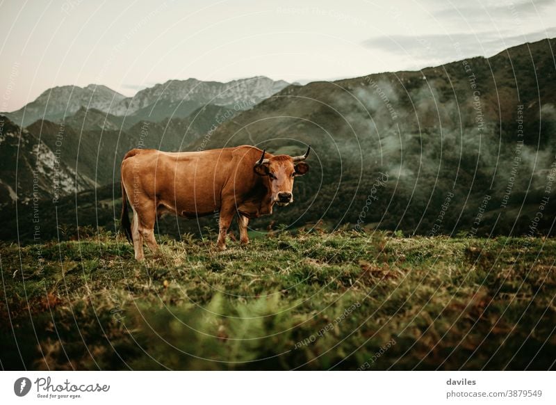 Braune Kuh, die auf einer Wiese in den Picos de Europa in Asturien, Spanien, weidet. Hörner Tal Kantabrien Picoos de europa Tiere Industrie Landschaft Tierwelt