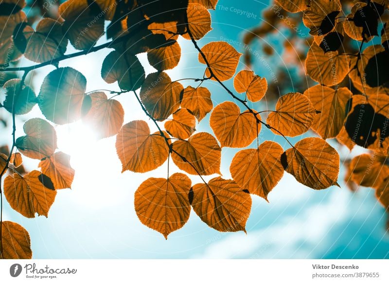 Gelbe Blätter auf dem Hintergrund der Sonne am Himmel Blume Design abstrakt Baum Rahmen Borte Sommer Textur Natur Blatt Frühling Licht Park golden Wald Herbst