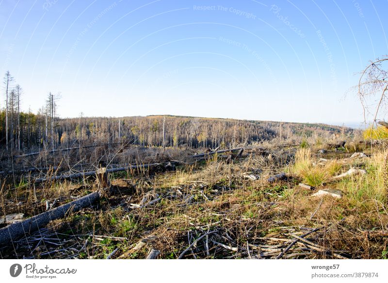 abgestorbenen | der Triumphzug des Borkenkäfers Thementag Waldsterben Toter Wald Baum Natur Klimawandel Totholz Umwelt Forstwirtschaft Menschenleer