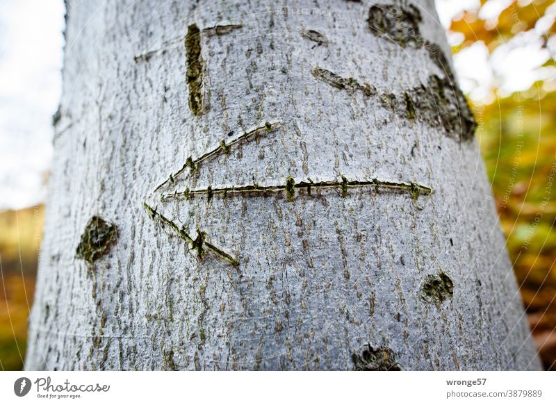 Ein in einen Baumstamm geritzter nach links weisender Pfeil im herbstlichen Wald Rinde Borke geschnitzt linksweisend Natur Außenaufnahme Farbfoto Menschenleer