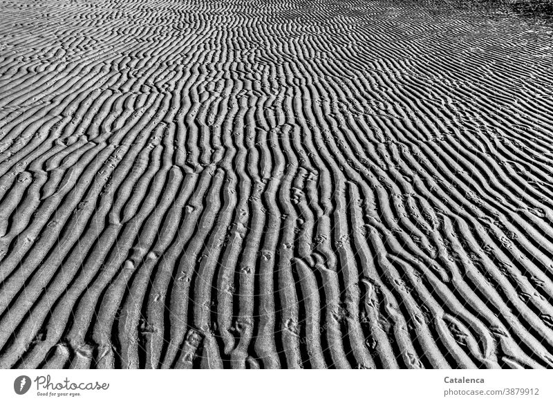 Wellenmuster im Sand mit Möwenspuren Natur Strand Ebbe nass Muster Küste Struktur Wattenmeer Nordesee Abdrücke Möwenfüße Tag Tageslicht Gezeiten Spuren