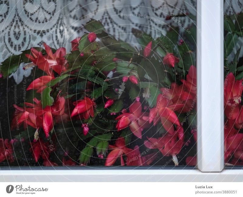 Weihnachtskaktus, leuchtend rote Blüten pressen sich von innen an Fenster Kaktus Pflanze grün rosa blühend Vorhang Schlumbergera häusliches Leben Herbst