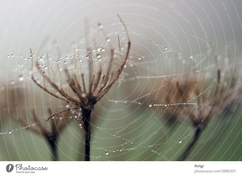 filigrane Spinnereien mit Tautropfen Spinnennetz Tropfen Perlen Pflanze Dolden vertrocknet verblüht Natur Umwelt Nebel Nebelmorgen zart Außenaufnahme Farbfoto