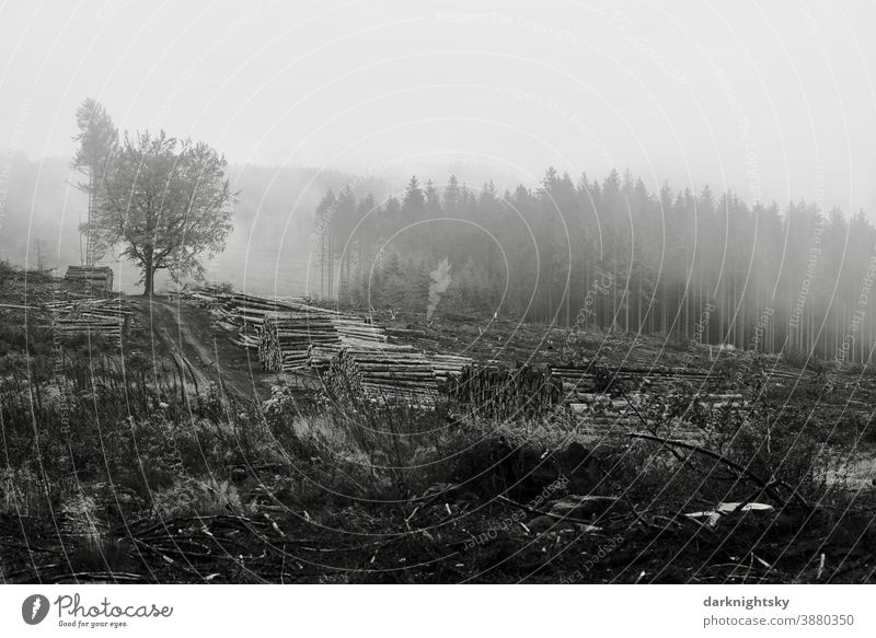 Regen Wetter in einem gerodeten Wald aus Nadelbäumen und Laubbäumen mit Wolken Wildnis Urwald Sauerland Siegerland Wander Wandern Nebel stimmung November