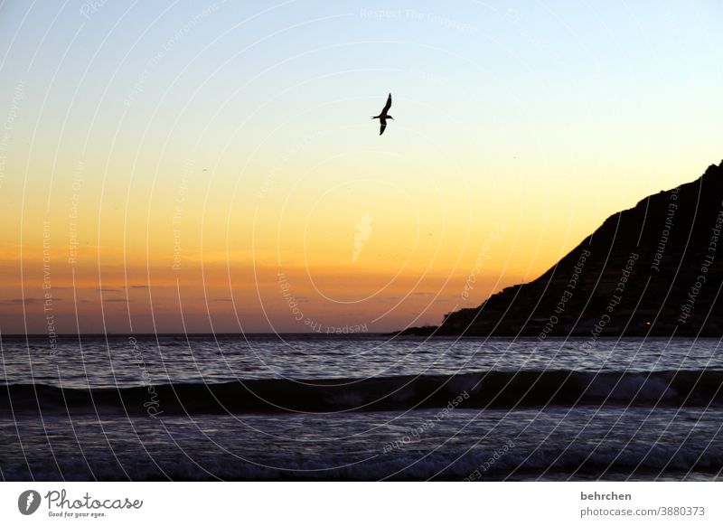 die leichtigkeit des seins Sonne Optimismus Hoffnung traumhaft wunderschön Hout Bay fliegen Möwe Vogel Dämmerung Sonnenuntergang Kontrast Licht Außenaufnahme
