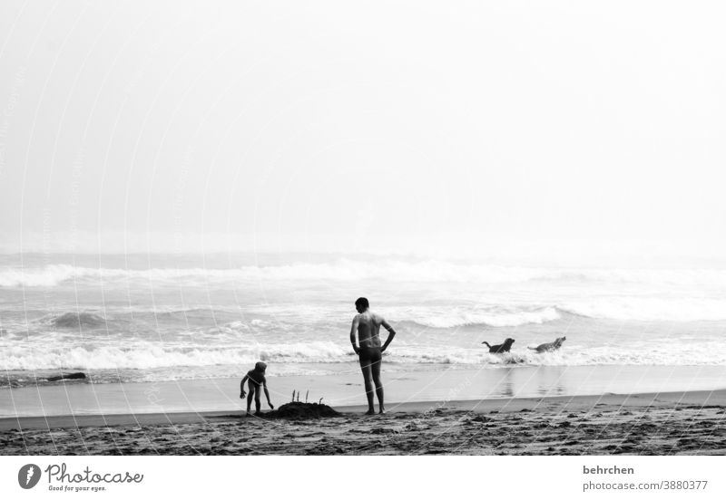 ein kind, ein mann, zwei hunde und eine sandburg Unschärfe Kontrast Licht Tag Außenaufnahme außergewöhnlich Schwimmen & Baden Südafrika knysna Meer Bucht Strand