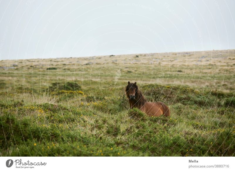 Naturverbundenheit | Pony steht dekorativ im Dartmoor herum Tier Pferd Dartmoor-Pony Außenaufnahme Ferien & Urlaub & Reisen Der Natur nahe frei Freiheit