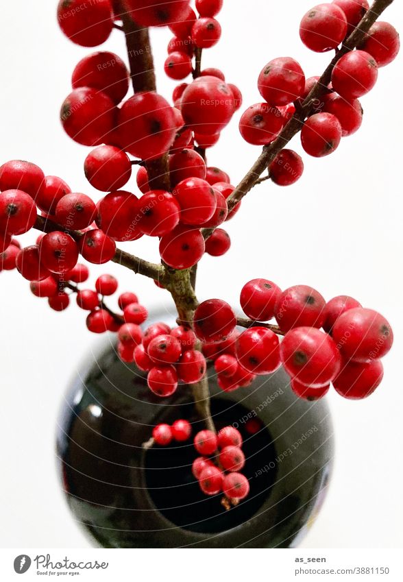 Ilex Zweig von oben rot schwarz glänzend Beeren Dekoration Floristik Dekoration & Verzierung Pflanze Farbfoto Natur Winter Innenaufnahme Design
