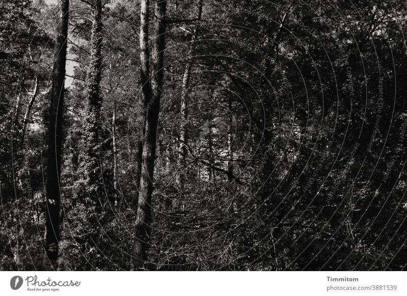 Ein etwas düsterer Sommerwald Wald Bäume Gebüsch Efeu Natur Baum Umwelt ruhig dunkel Menschenleer Schwarzweißfoto