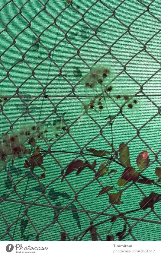 Durch den Zaun auf allerlei Grün schauen grün Pflanzen Metall Draht Maschendrahtzaun Kunststoff Sichtschutz