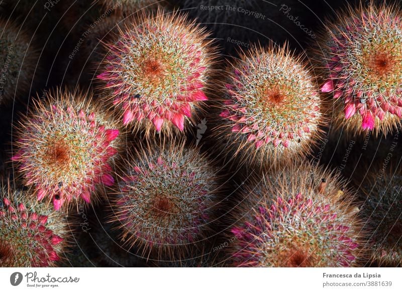 Kakteen mit rosa Blütenknospen Kaktus stachelig Spitz Strukturen & Formen Vogelperspektive Hintergrund Pflanze grün Stachel Nahaufnahme Detailaufnahme Natur