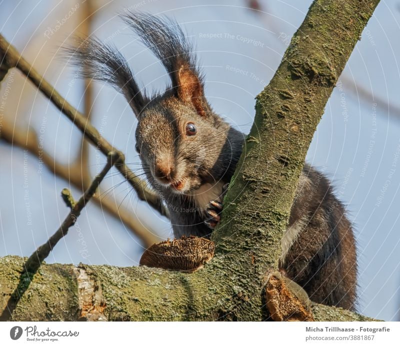 Neugierig schauendes Eichhörnchen im Baum Sciurus vulgaris Tiergesicht Kopf Auge Nase Ohr Maul Krallen Fell Nagetiere Wildtier Natur beobachten nah Sonnenlicht