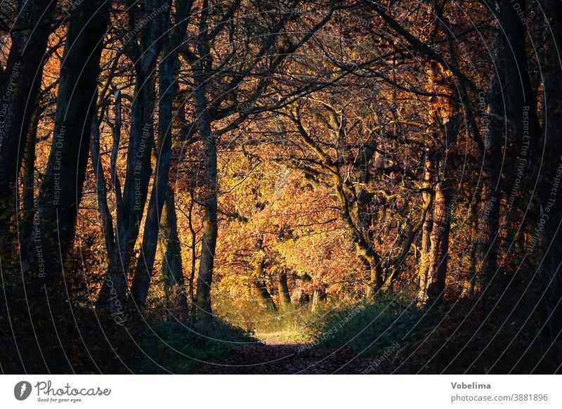 Waldweg im Herbst mit Abendlicht waldweg forstweg herbstwald baum buche buchen buchenwald blatt blätter bunt herbstlich herbstfarbe herbstfarben stamm stämme