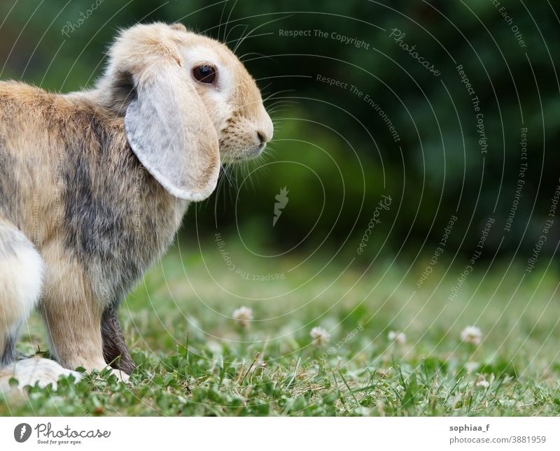 Zwergkaninchen im Garten, auf grünem Gras sitzend, niedliches Häschen Kaninchen Wiese Hase Frühling Haustier Schlappohren Zwergwidder Federschwingungen