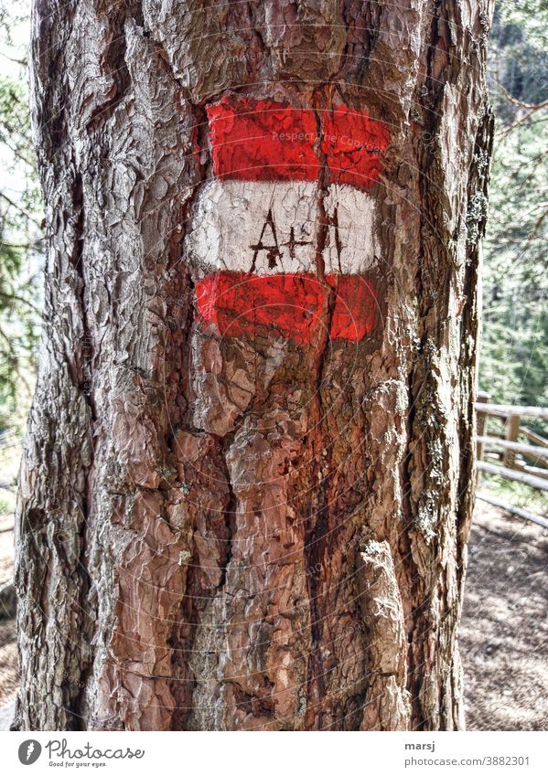 A+M in Wanderzeichen, rot-weiß-rot, eingeritzt. Borke Hinweisschild wandern mehrfarbig Wege & Pfade Wegweisend Hilfe alt Rinde Baum Farbfoto Natur Kontrast