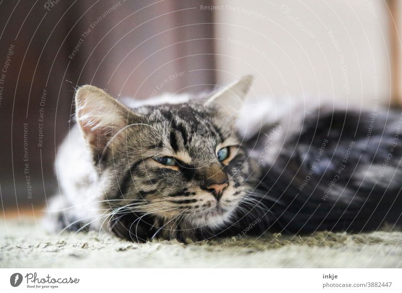 Nahaufnahme liegender Kater blinzelt in die Kamera Farbfoto geringe Tiefenschärfe Haustier Tierportrait Katze schlafen niedlich müde Blick gemütlich zuhause