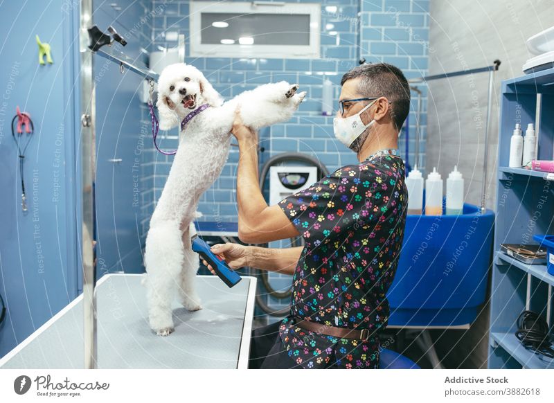 Mann pflegt Miniaturpudel-Hund im Salon Pflege Trimmer Hundefrisörin Zwergpudel Fussel Fell geschnitten männlich professionell Arbeit Tier Haustier Arbeiter